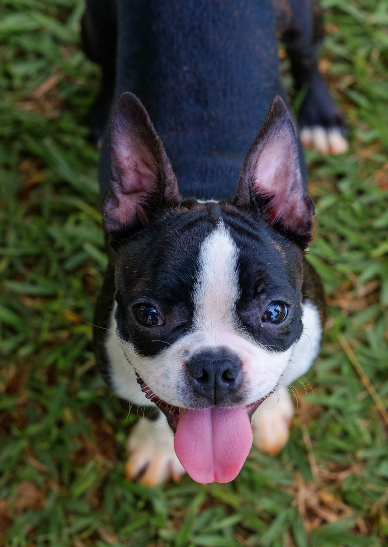 royal-bourbon-boston-terrier-2015